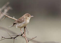 Desert Cisticola