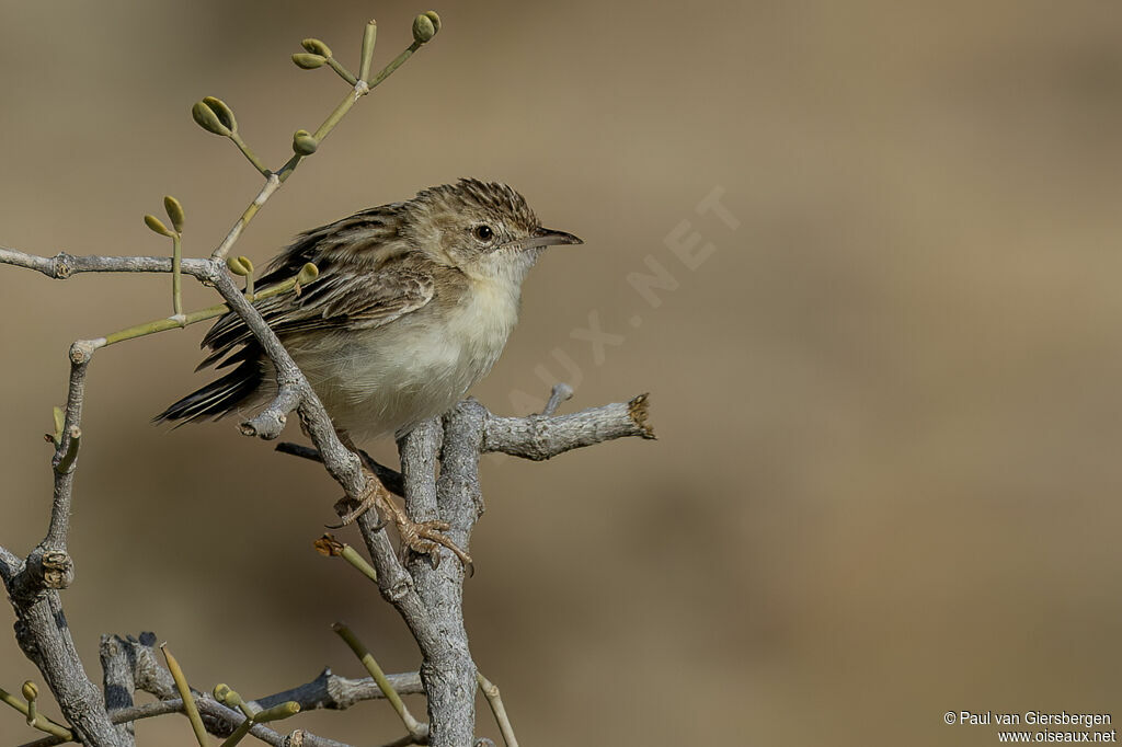 Cisticole du désertadulte