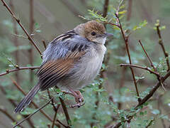 Winding Cisticola