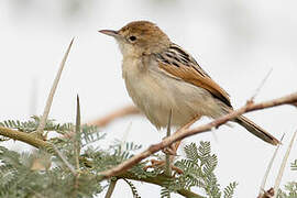 Winding Cisticola