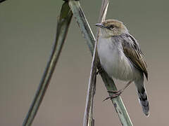 Winding Cisticola