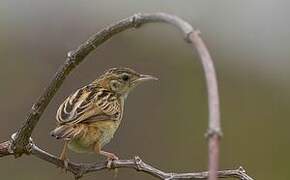 Wing-snapping Cisticola