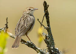 Rattling Cisticola