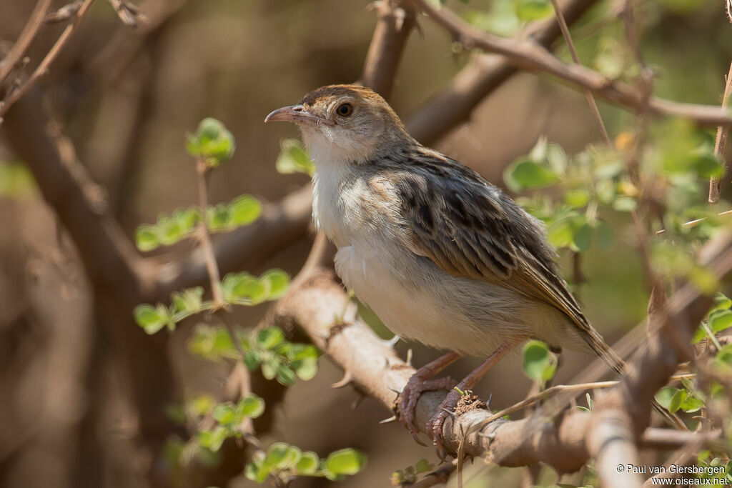 Rattling Cisticolaadult