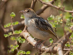 Rattling Cisticola