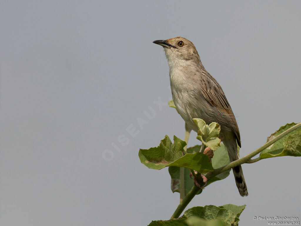 Rattling Cisticola