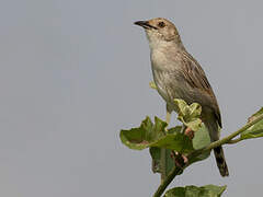 Rattling Cisticola