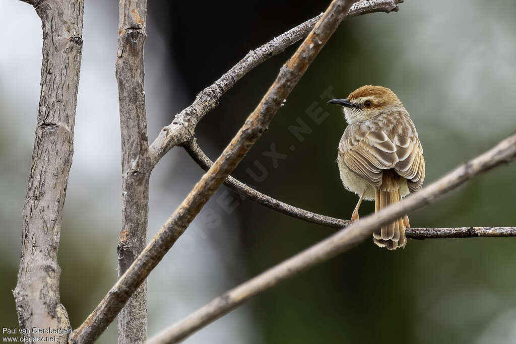 Tinkling Cisticolaadult, identification