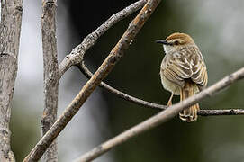 Tinkling Cisticola