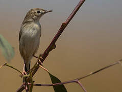 Madagascar Cisticola