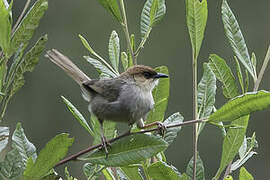 Black-lored Cisticola