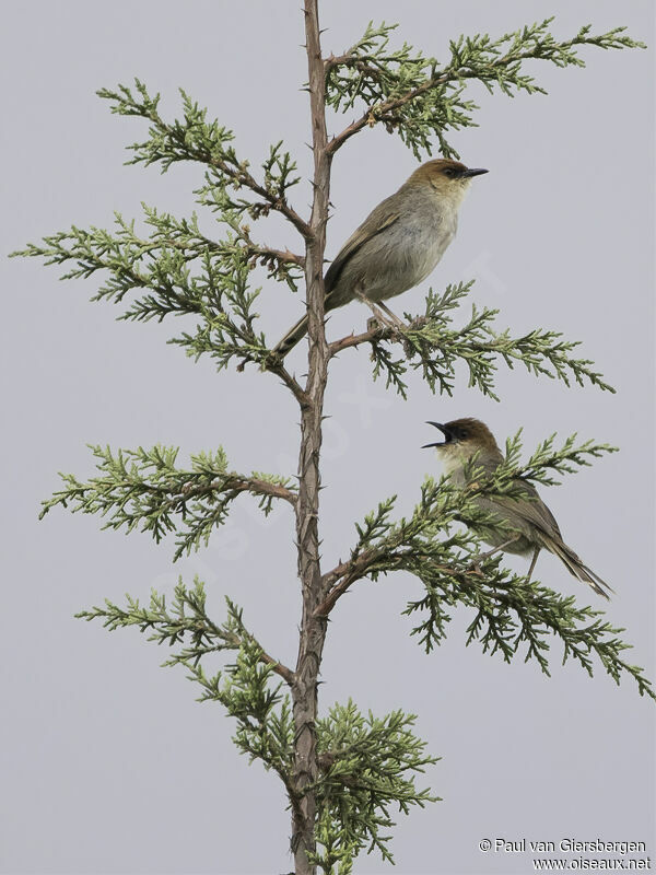 Black-lored Cisticolaadult