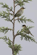 Black-lored Cisticola