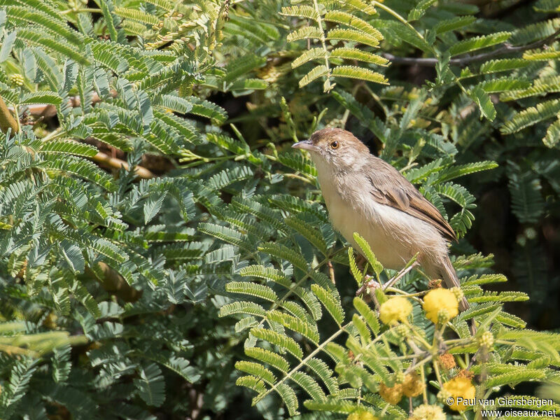 Bubbling Cisticola