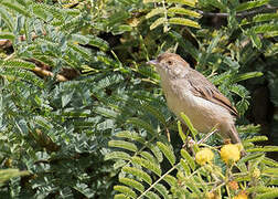 Bubbling Cisticola