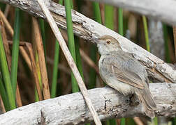 Bubbling Cisticola