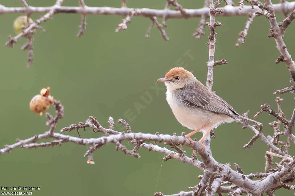 Tiny Cisticolaadult, identification