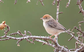 Tiny Cisticola