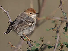 Tiny Cisticola