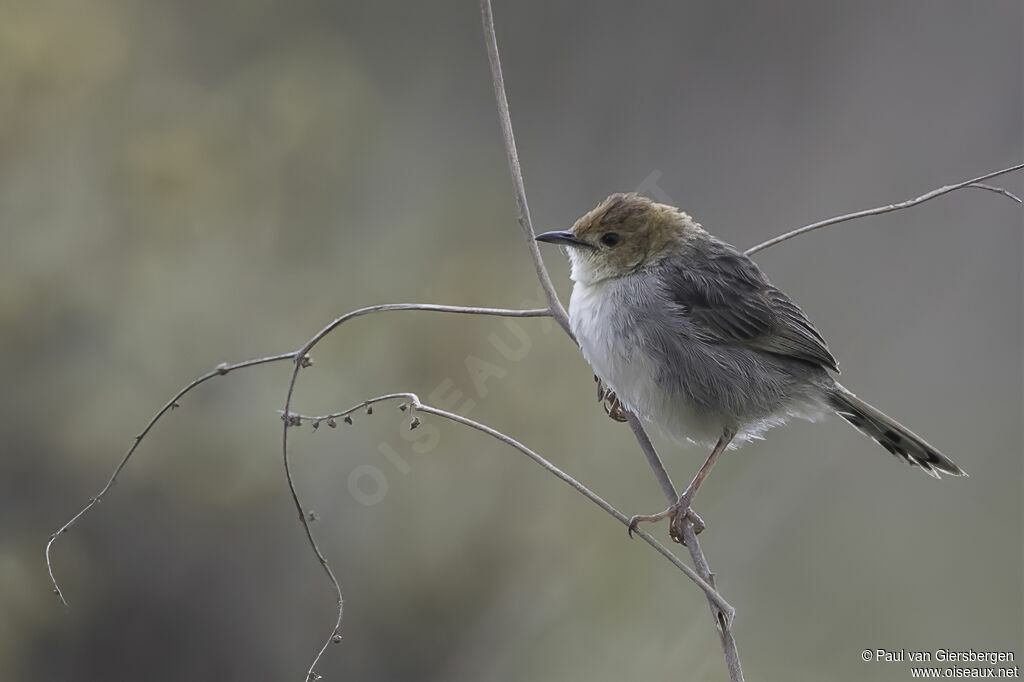 Churring Cisticolaadult