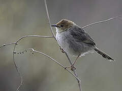 Churring Cisticola