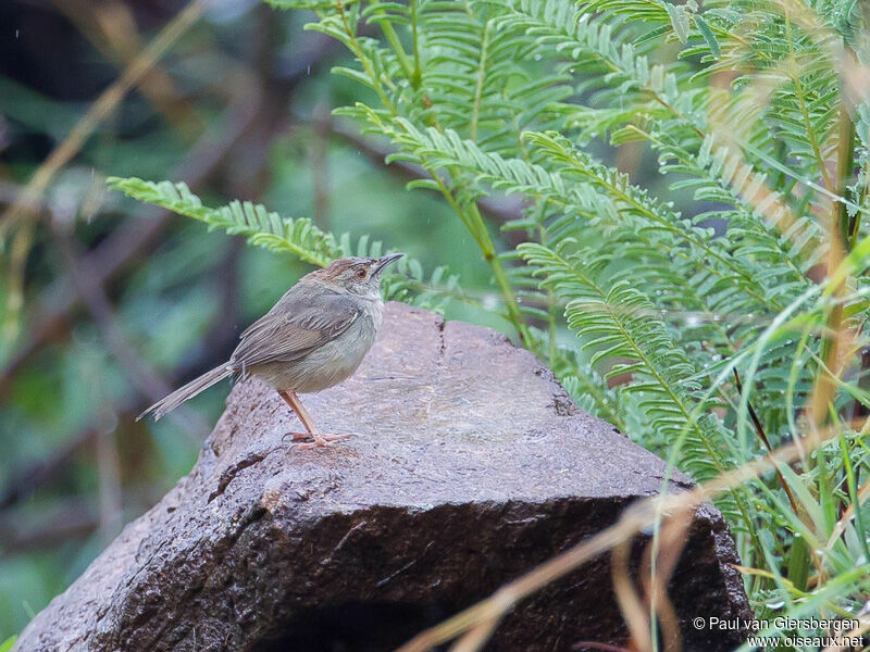 Lazy Cisticola