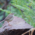 Cisticole paresseuse