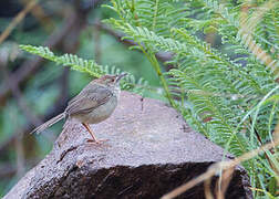 Lazy Cisticola