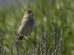 Cloud Cisticola