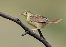 Wailing Cisticola