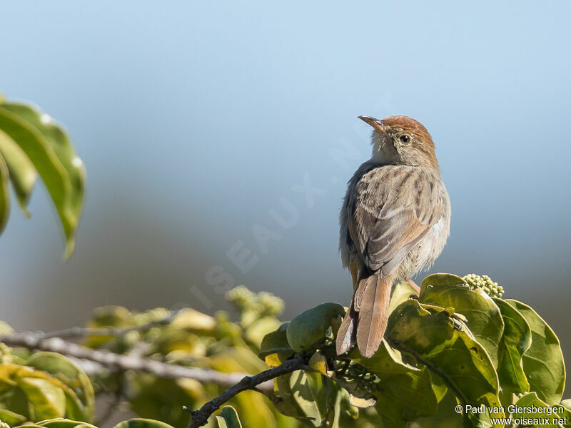 Wailing Cisticola