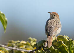 Wailing Cisticola