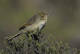 Wailing Cisticola