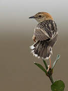 Stout Cisticola