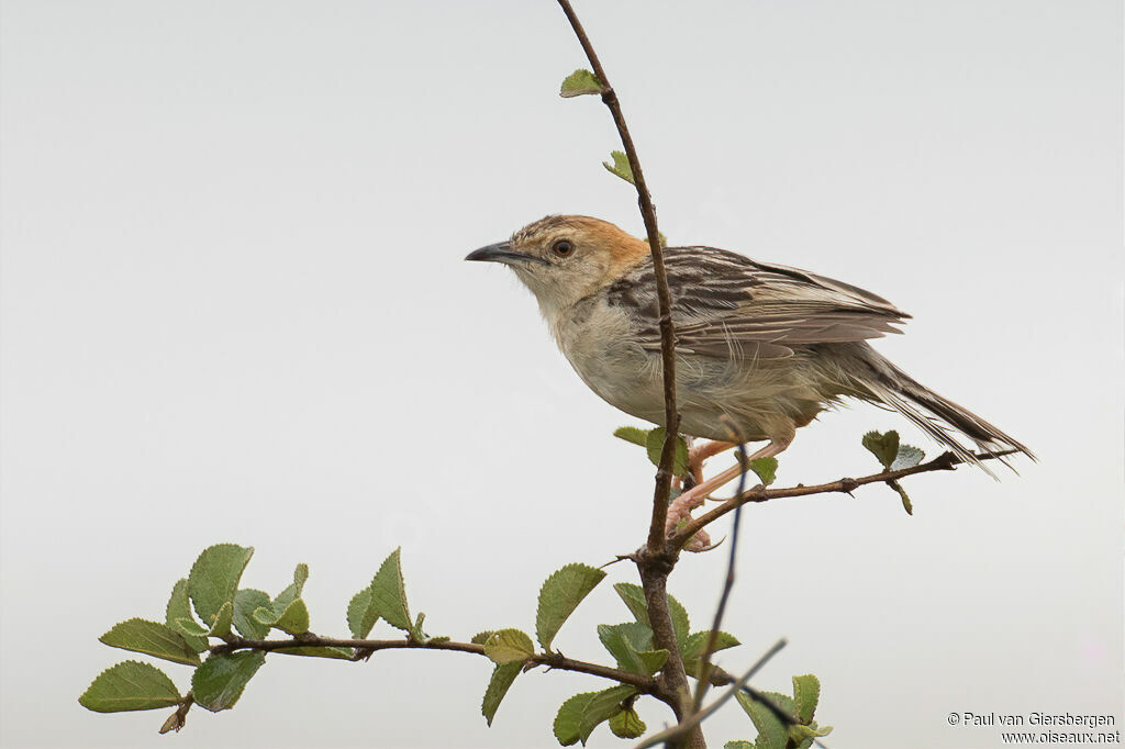 Stout Cisticolaadult