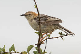 Stout Cisticola