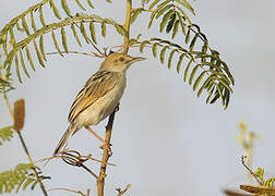 Rufous-winged Cisticola