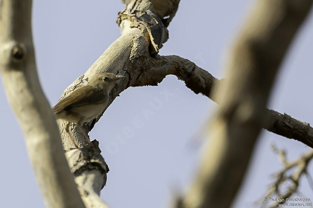 Rufous Cisticolaadult