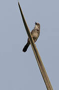 Whistling Cisticola