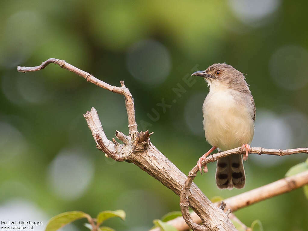 Whistling Cisticolaadult