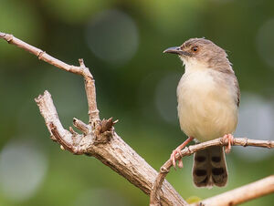 Cisticole siffleuse Cisticola lateralis
