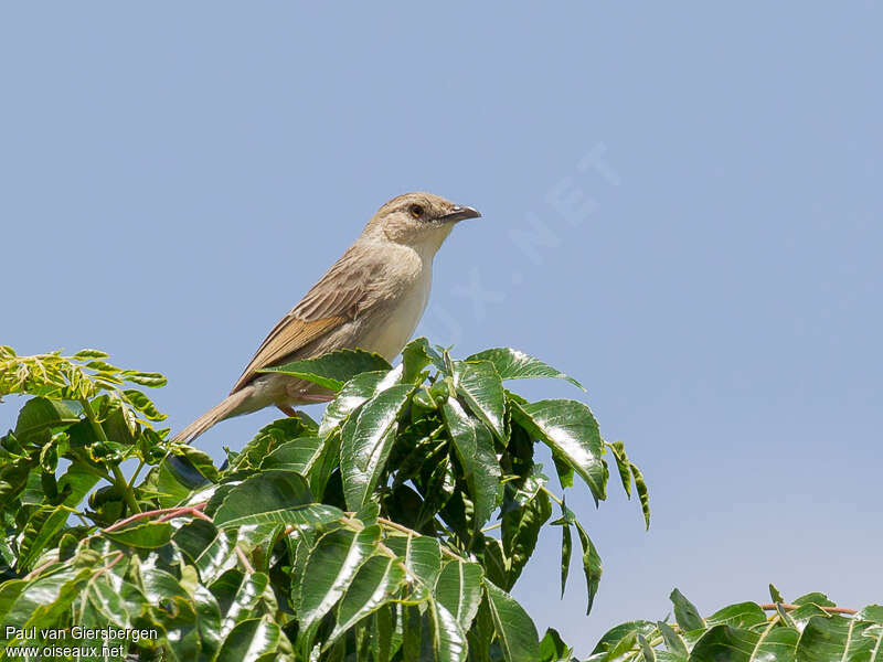 Cisticole striéeadulte, habitat, pigmentation