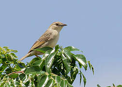 Croaking Cisticola