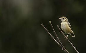 Croaking Cisticola