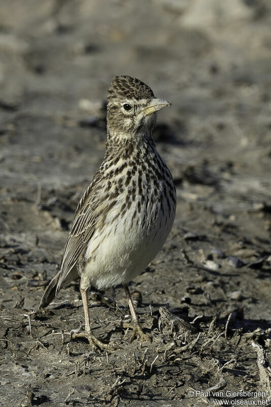 Large-billed Larkadult