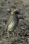 Large-billed Lark