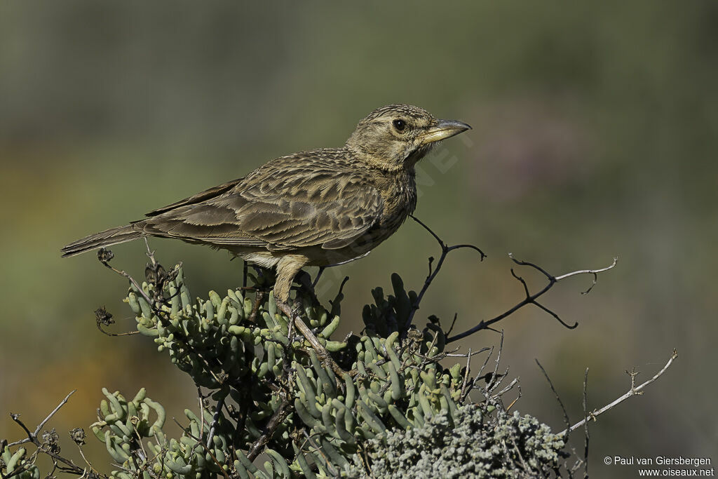 Cochevis à gros becadulte