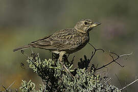 Large-billed Lark