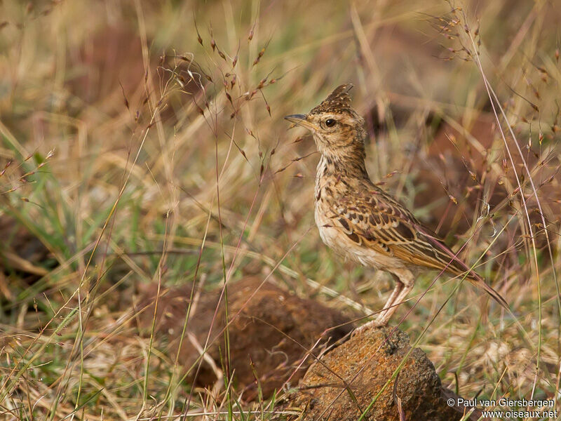 Malabar Lark