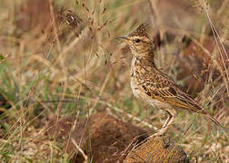 Malabar Lark